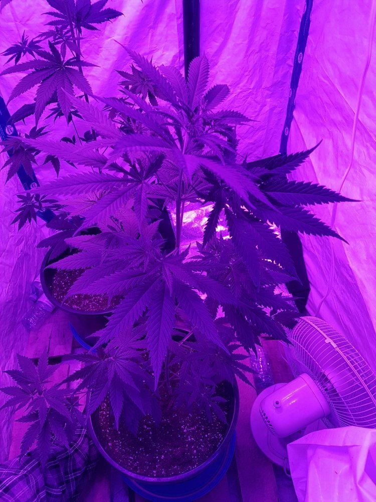 Need some info starting to bud 2