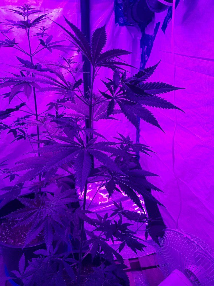 Need some info starting to bud 4