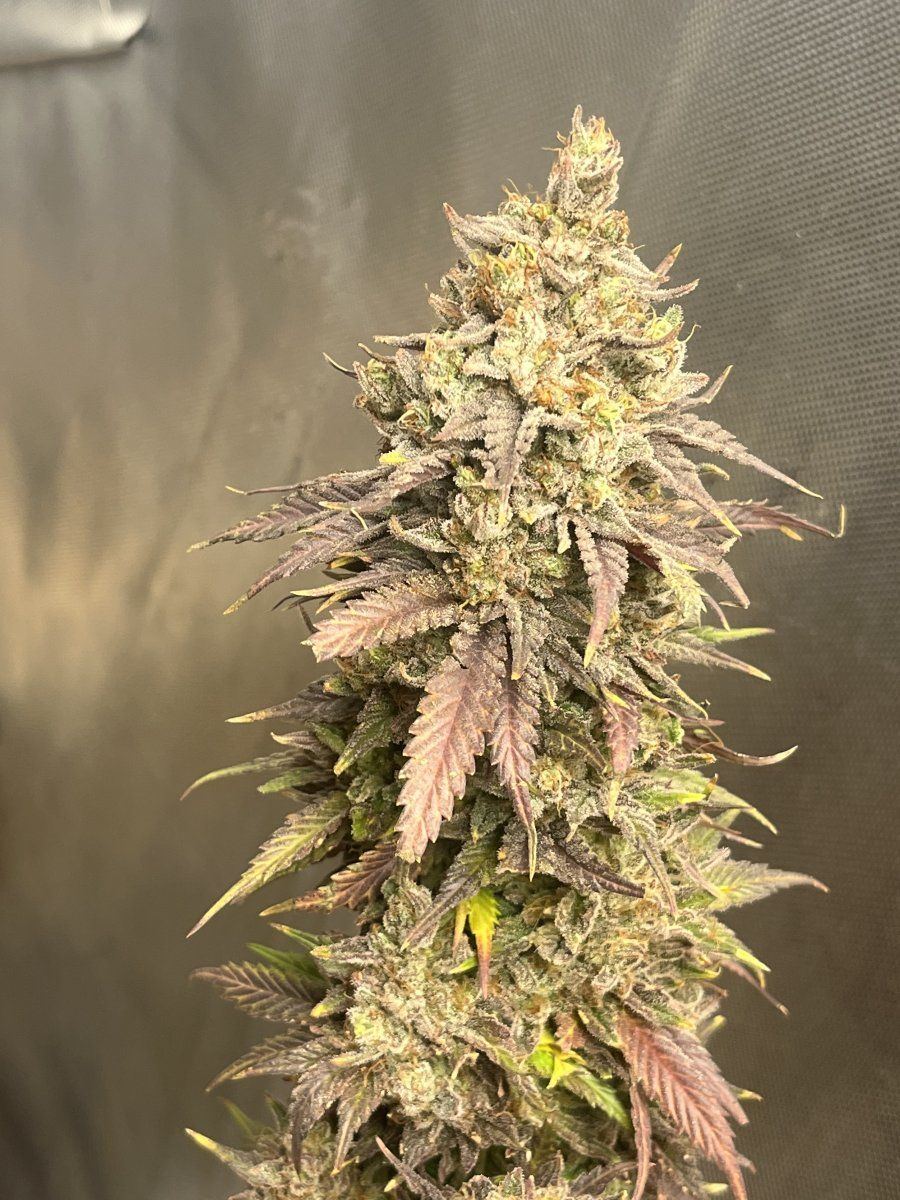 Need some inputtrichs say ready but foxtails wont stop 3