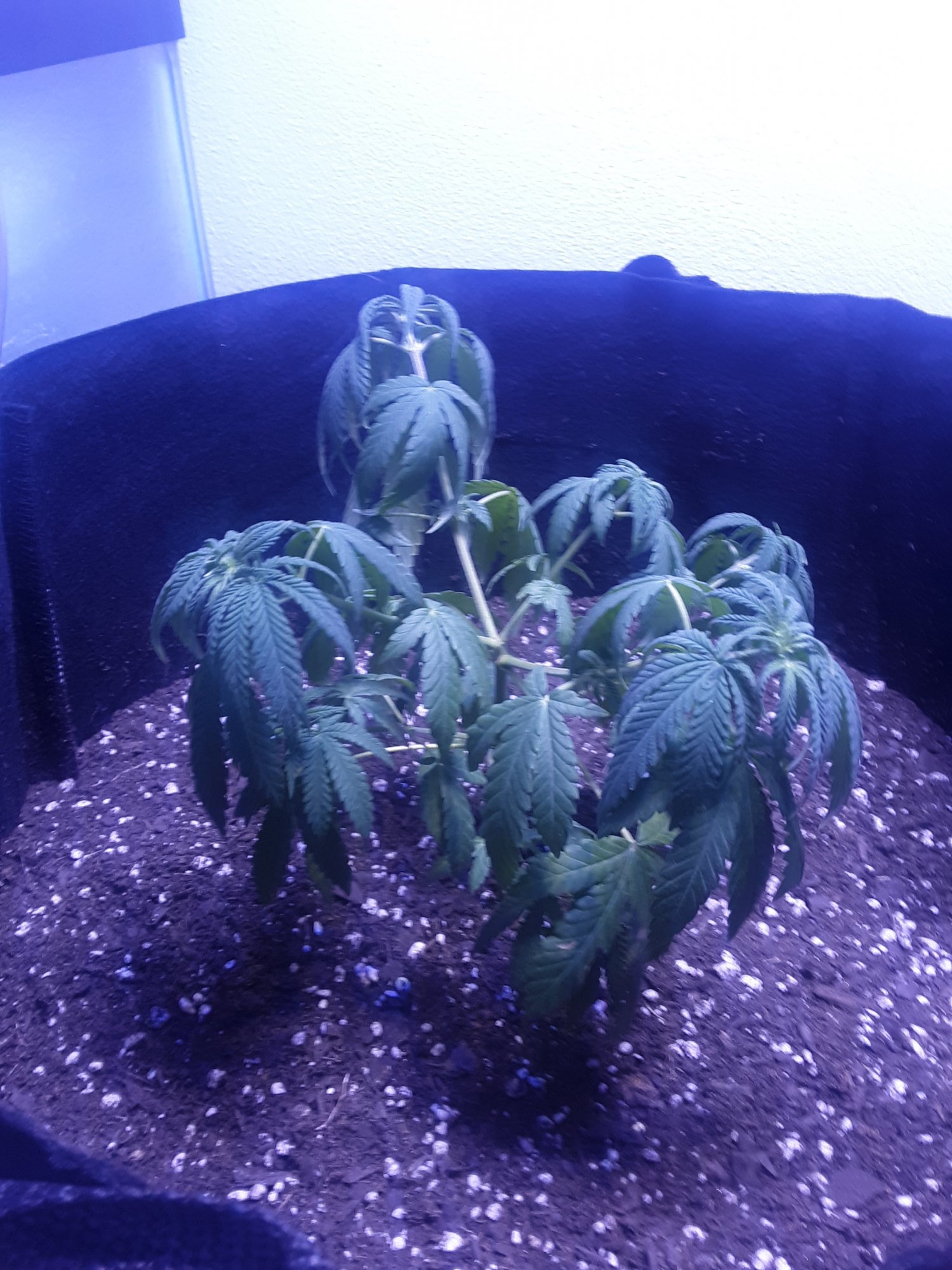 Need some tips to help with transplant shock