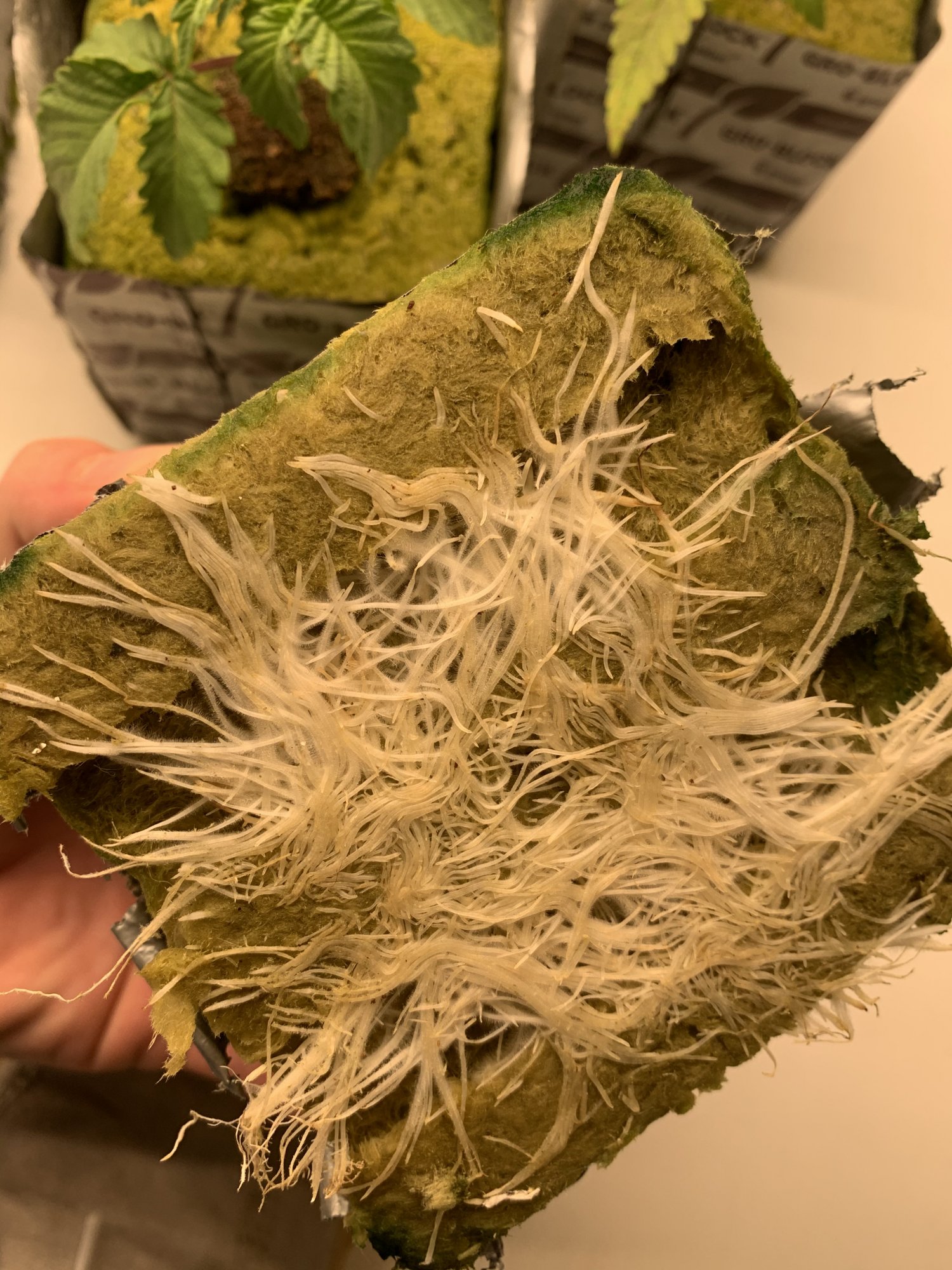 Need to be transplanted or what 3