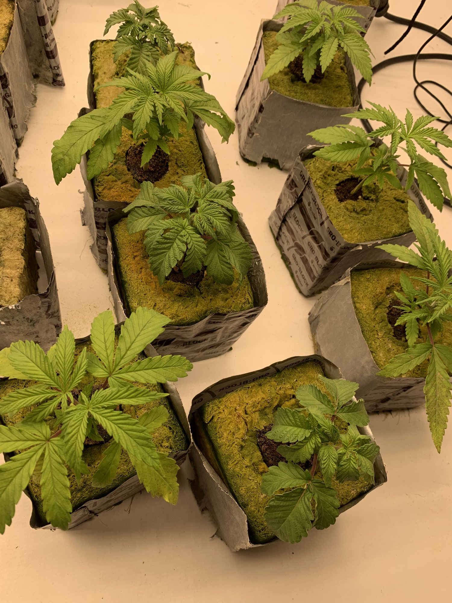 Need to be transplanted or what 4