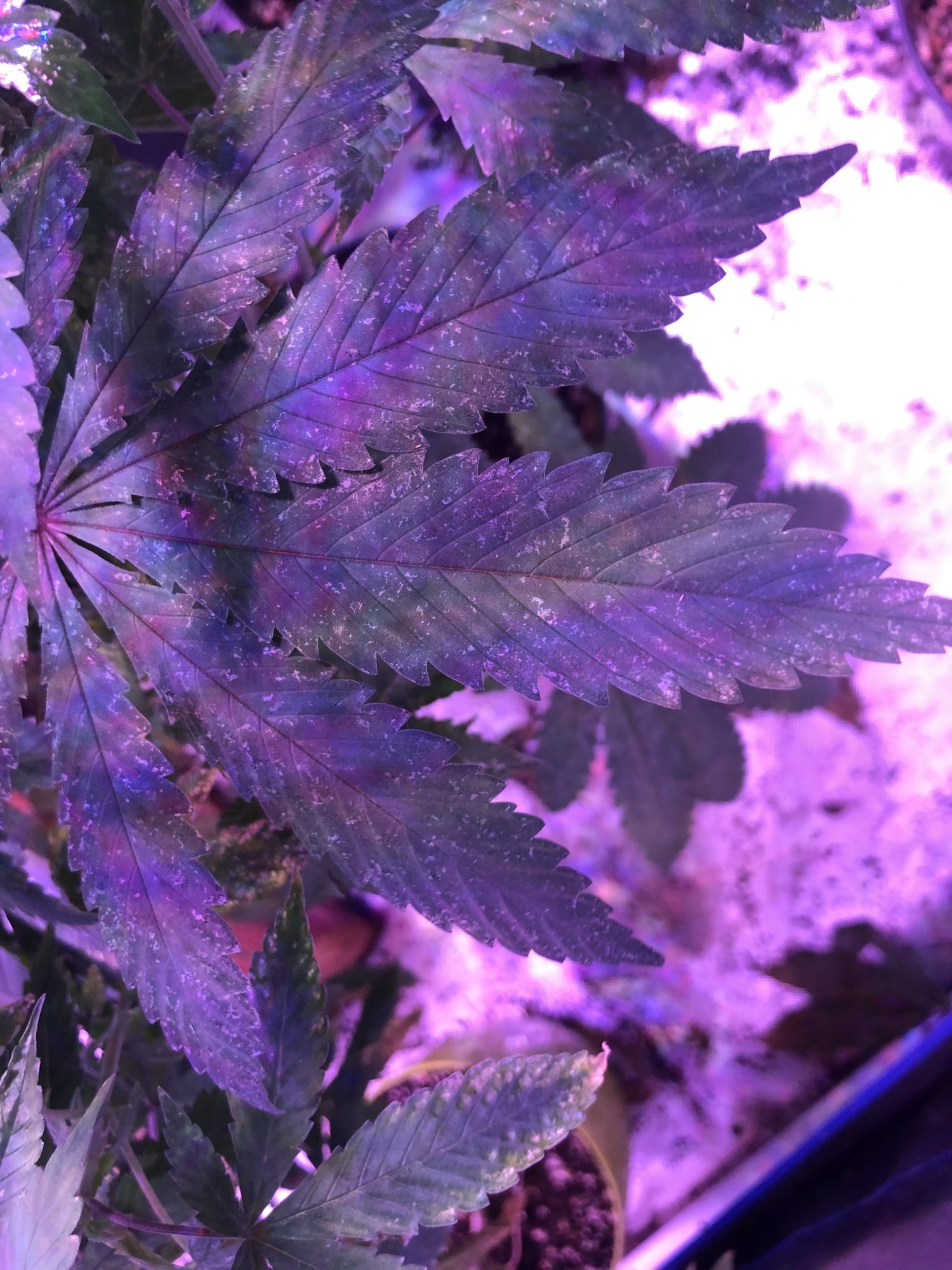 Need to know if its thrips or mold or what 2