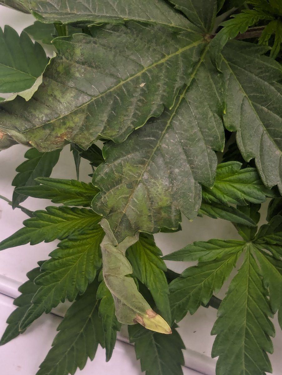 Need your help mystery issue for new grower 3