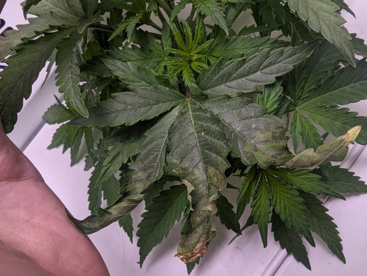 Need your help mystery issue for new grower 4