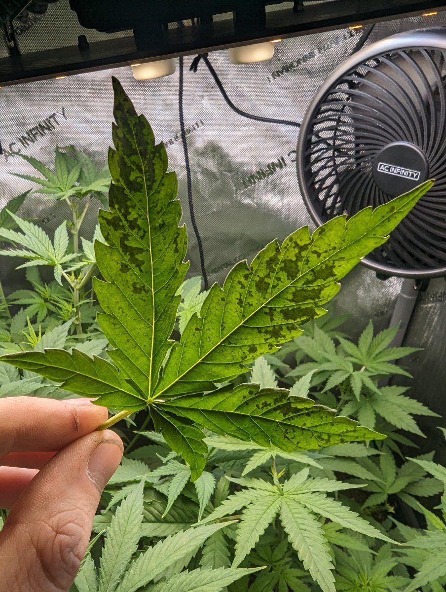 Need your help mystery issue for new grower