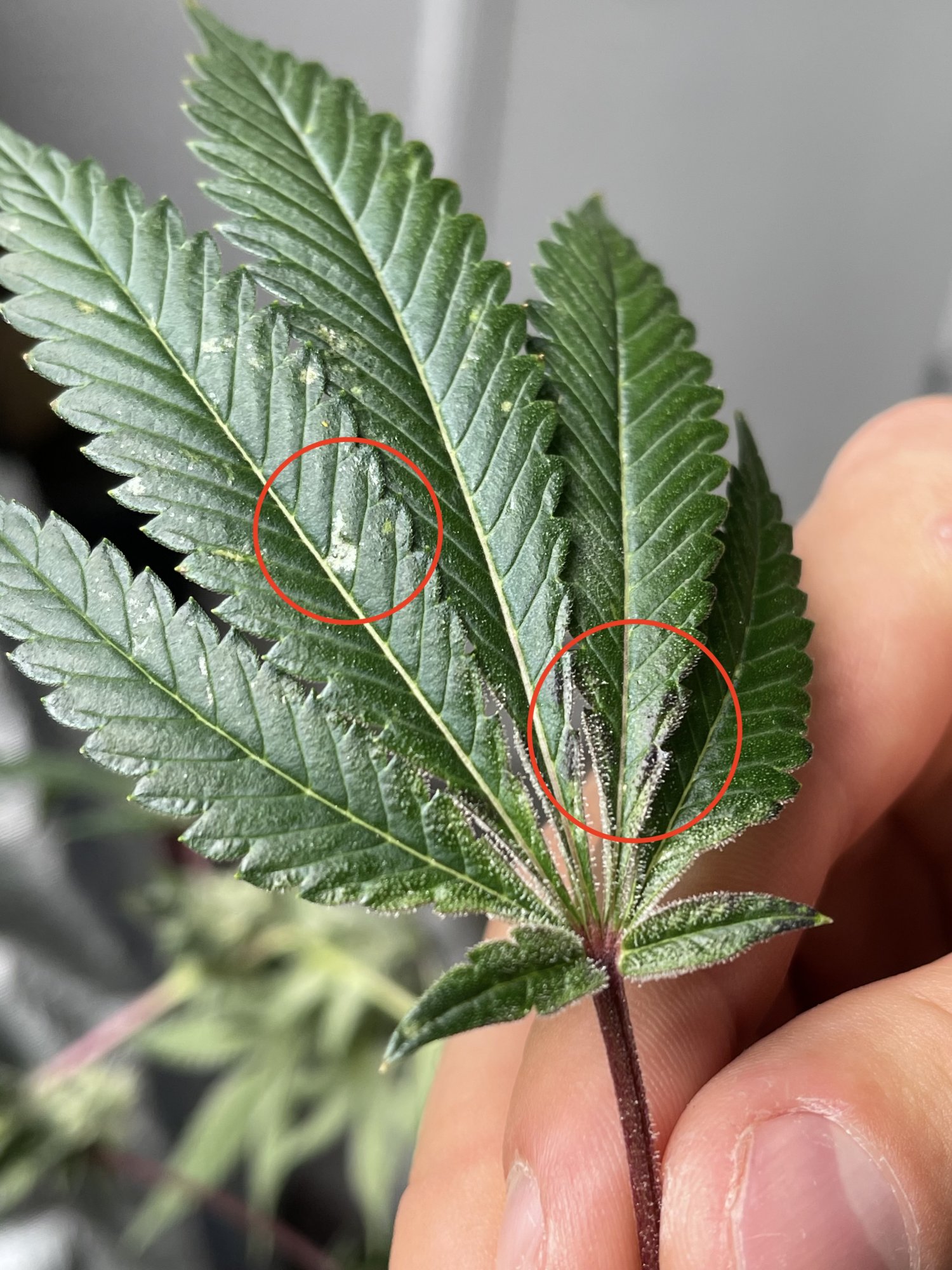 Need your help to diagnose plant symptoms