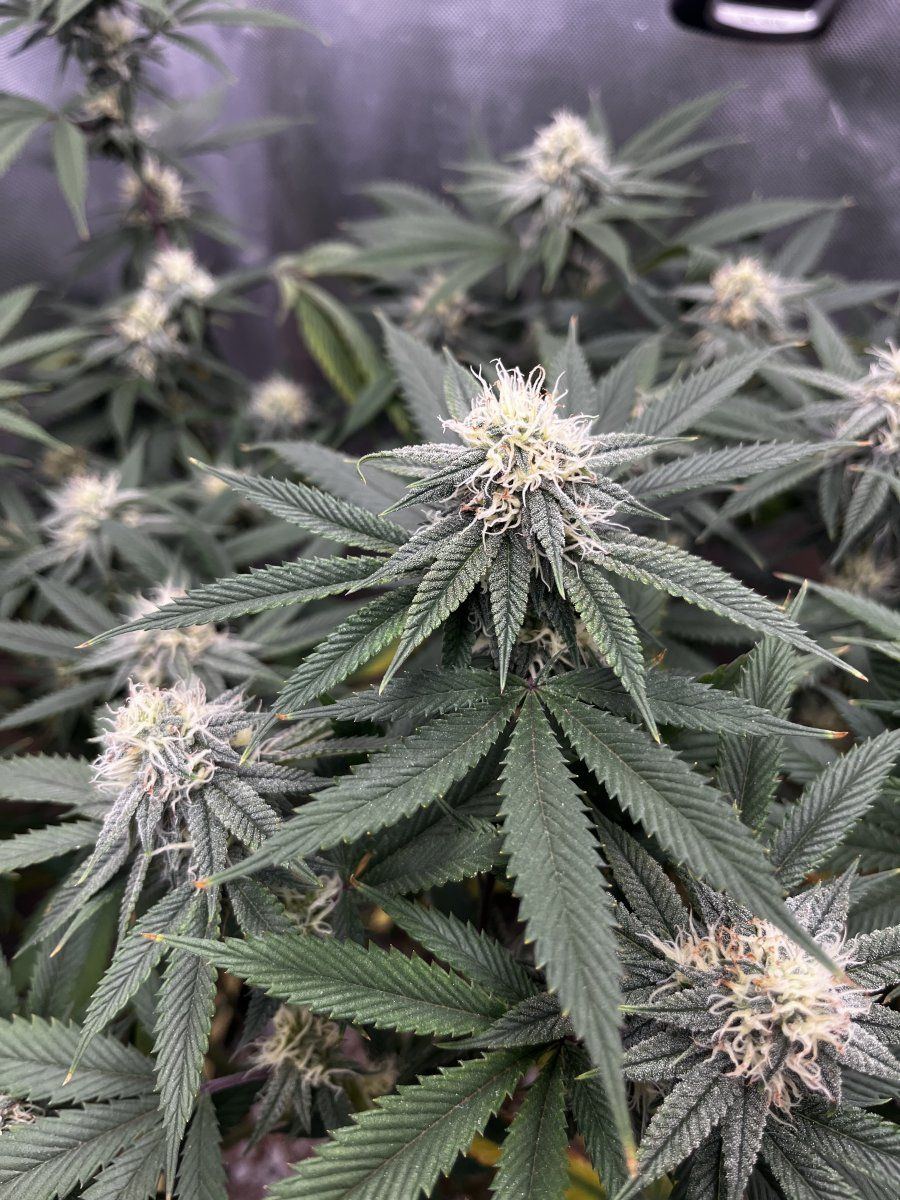 Needing a little organic help 3