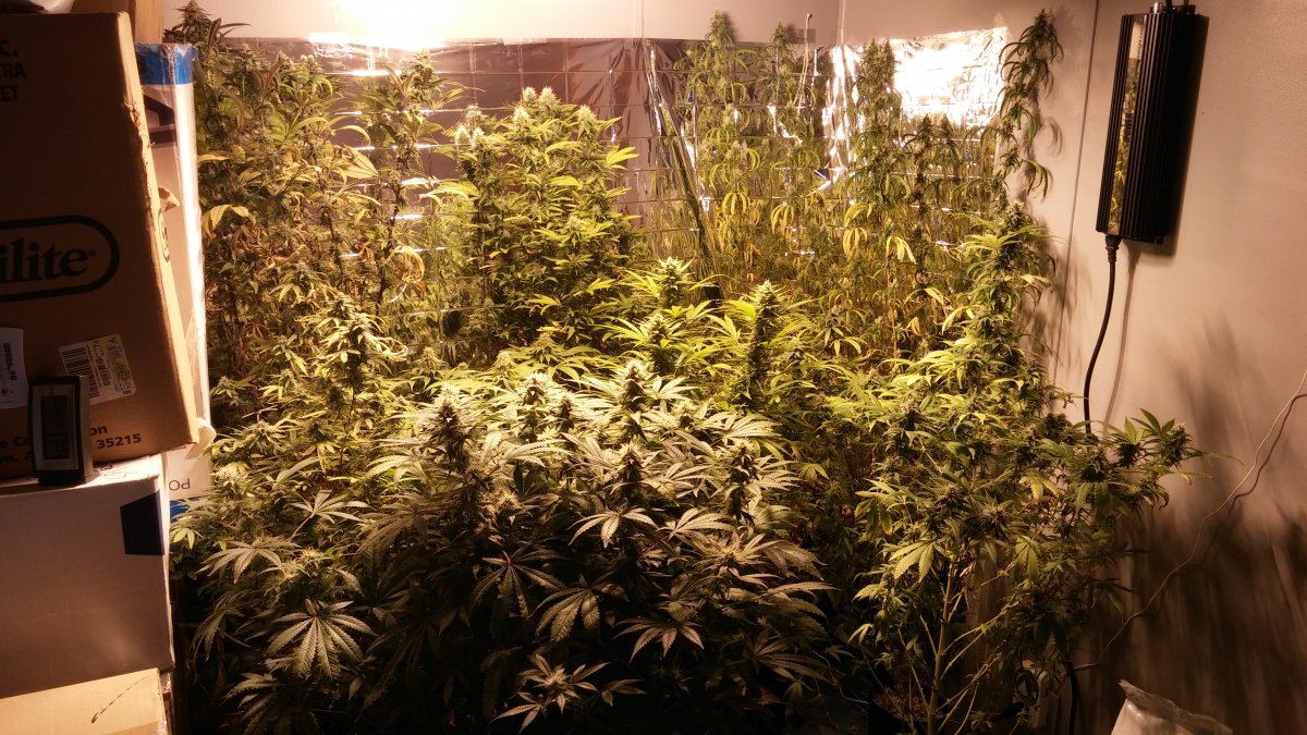 Needing sativa advise 3