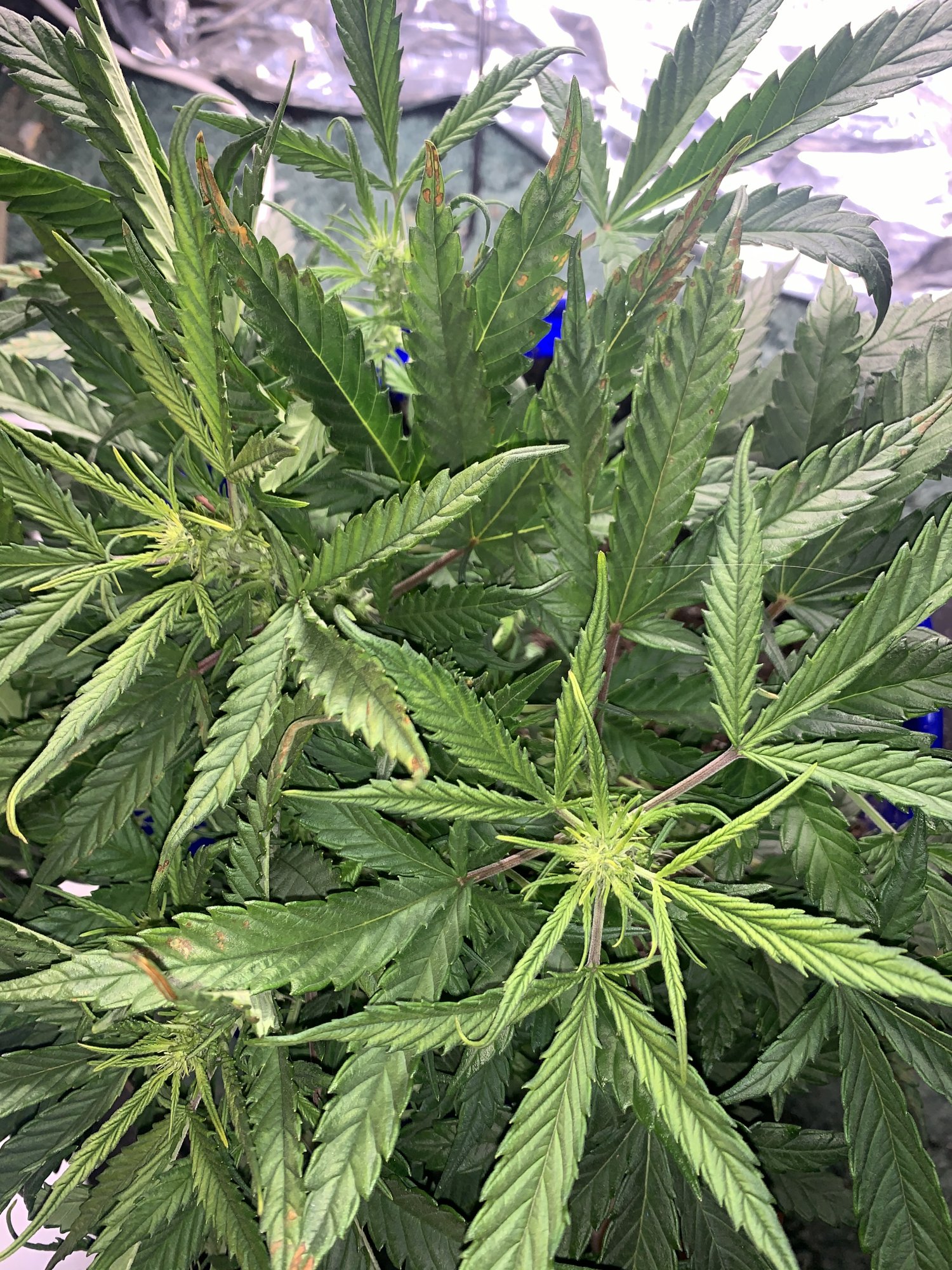 Needing some help first time ever growing anything lol 6