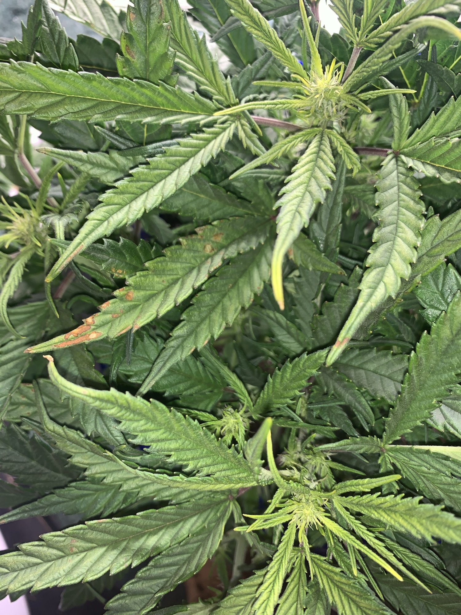 Needing some help first time ever growing anything lol 8