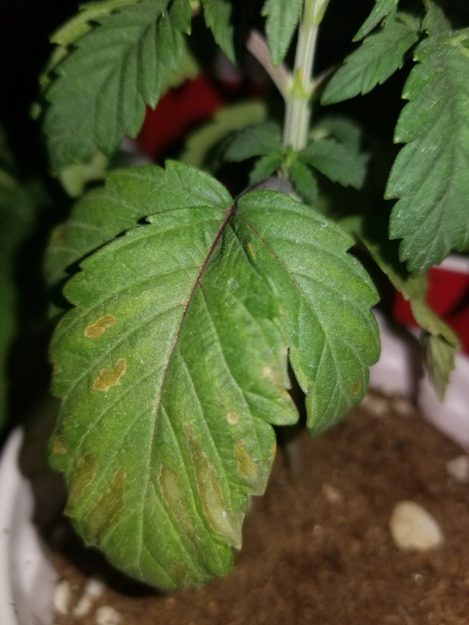 Needing some help with my plants 2