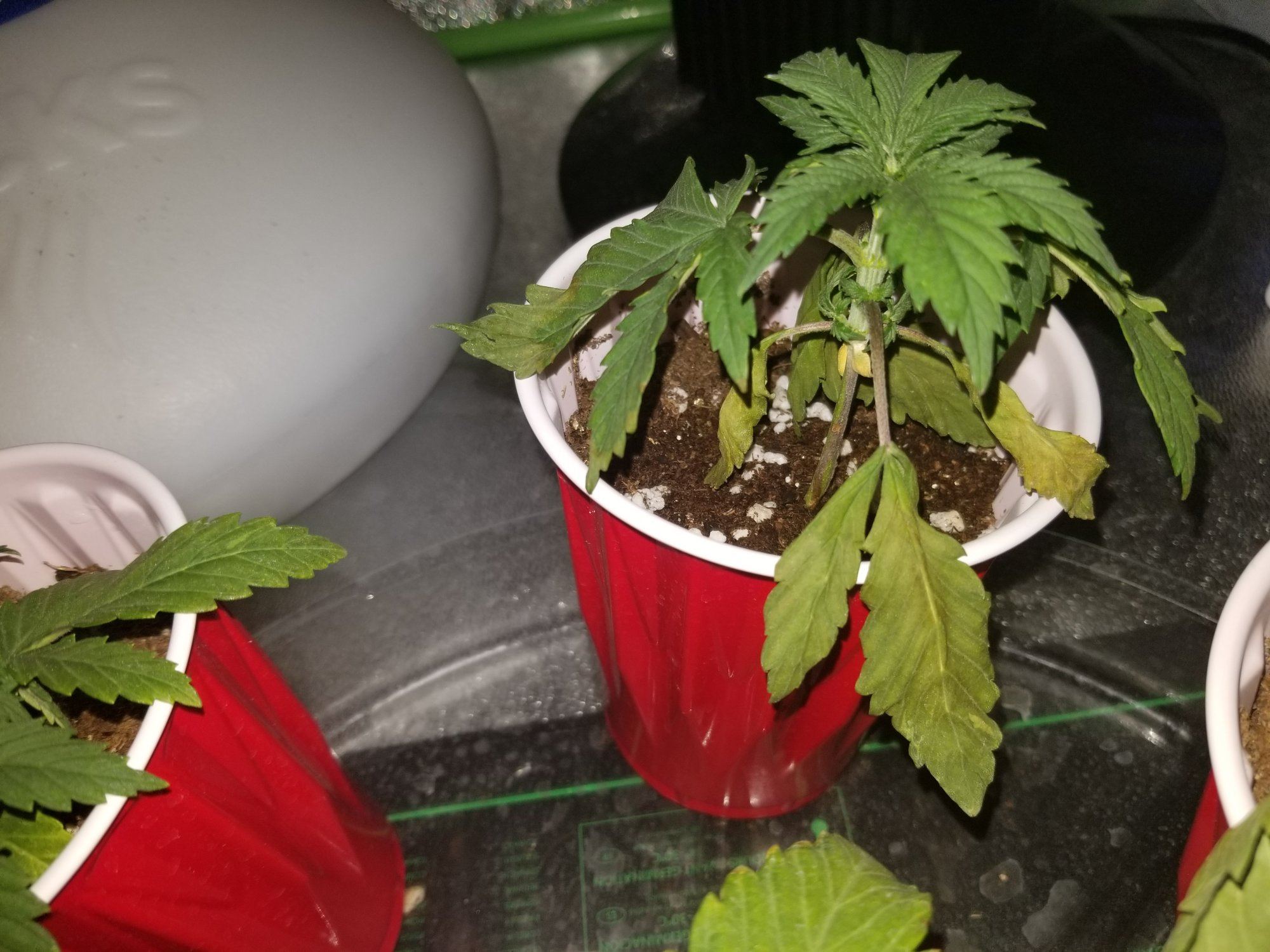 Needing some help with my plants 3