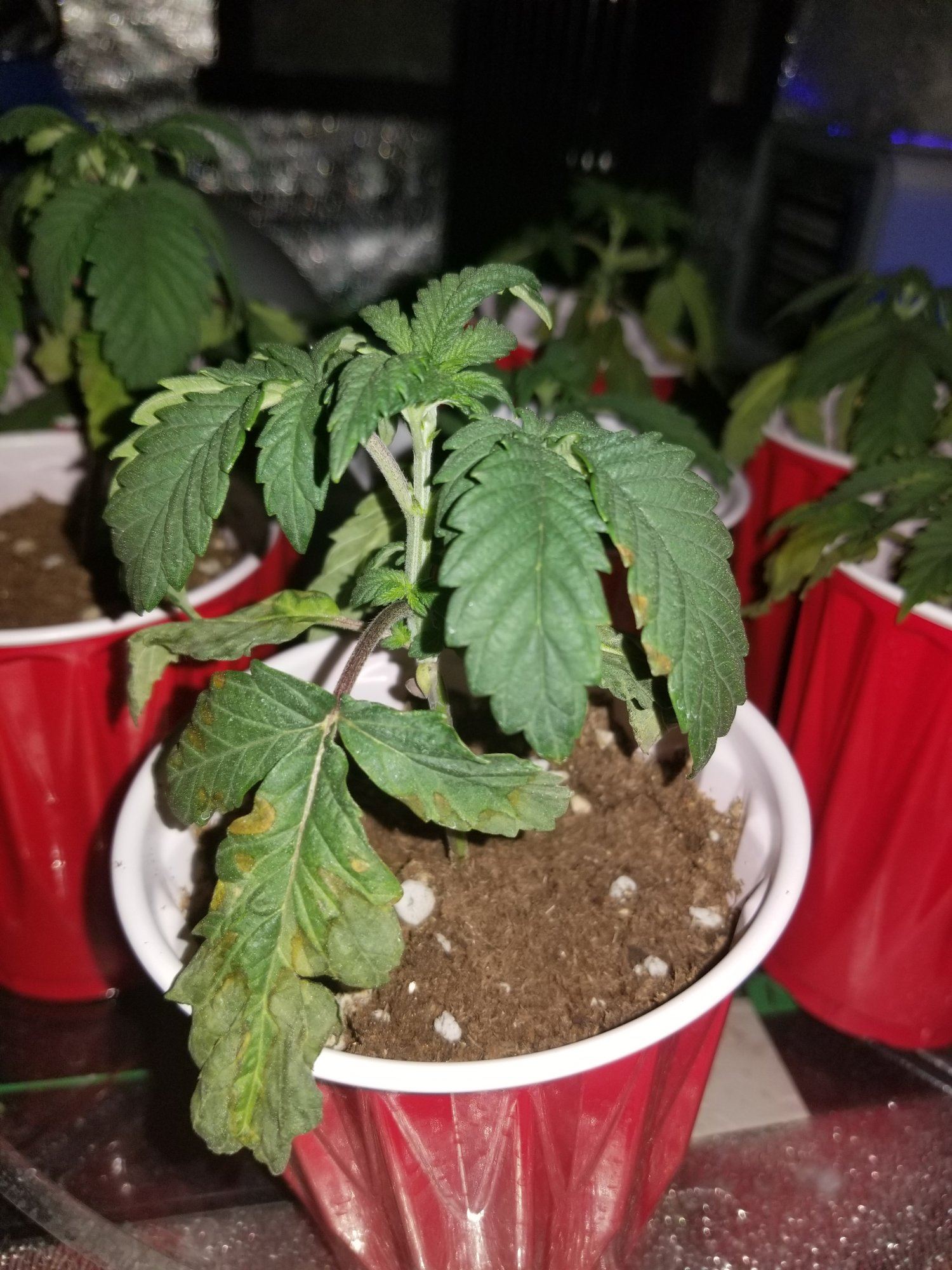Needing some help with my plants