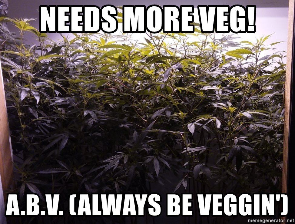 Needs more veg abv always be veggin
