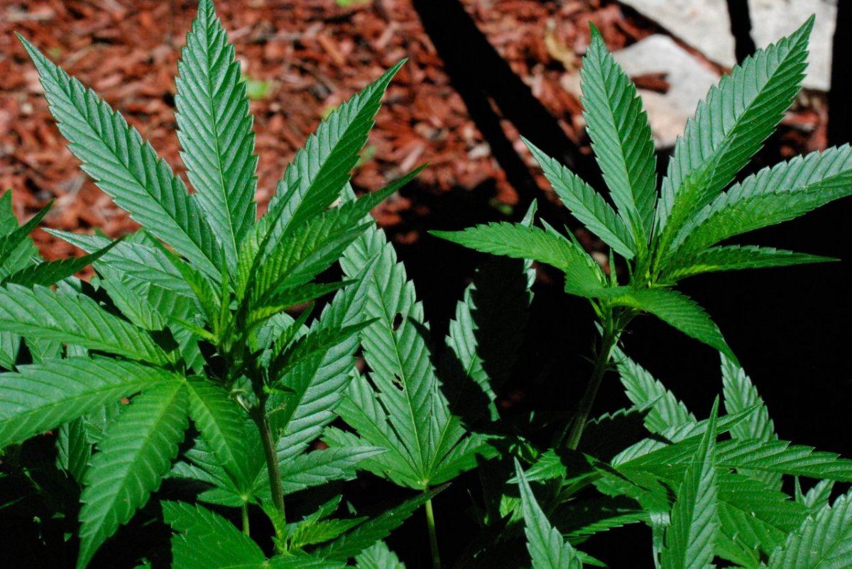 Neem 1