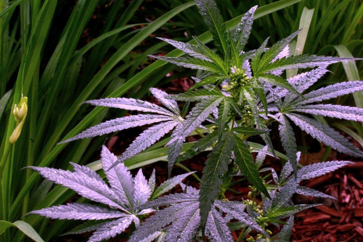 Neem 3
