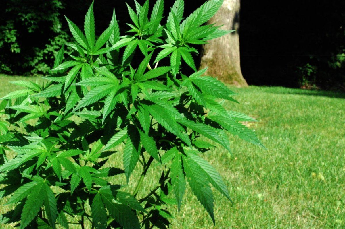 Neem