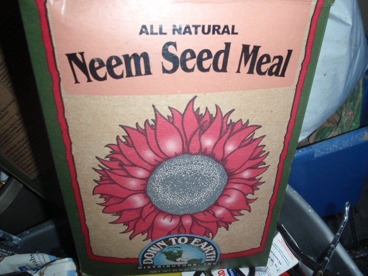 Neem seed meal and fungus gnats