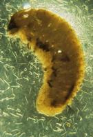 Nematodes killing a weevil larva