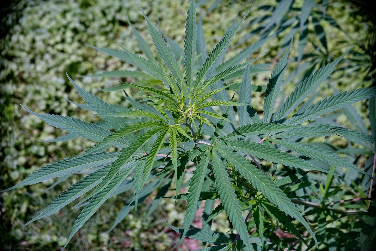 Nepalleaves