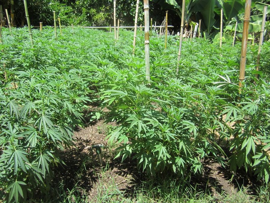 NestingGarden1