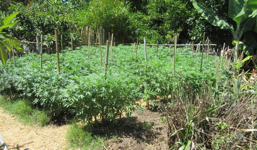 NestingGarden2