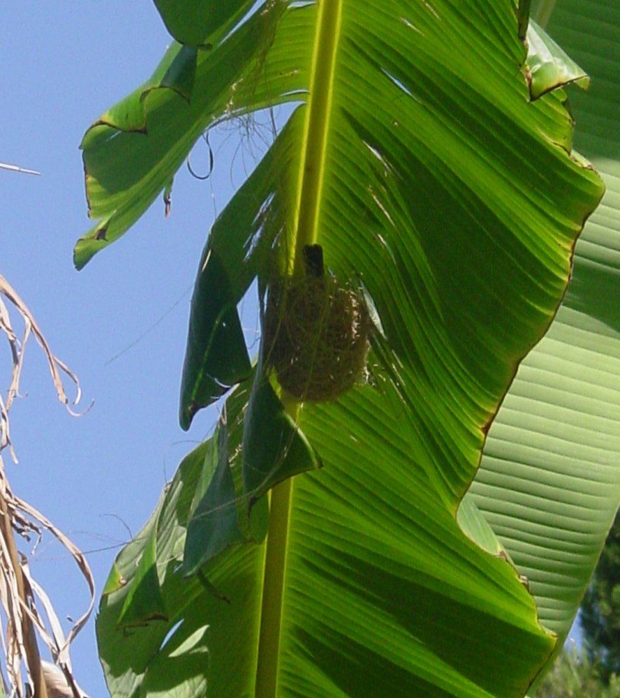 NestingWeaver