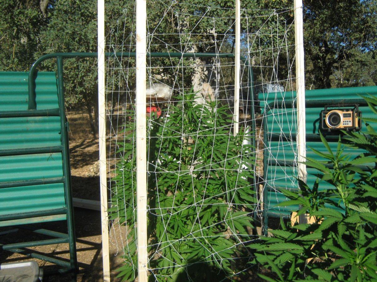 Netting7 25