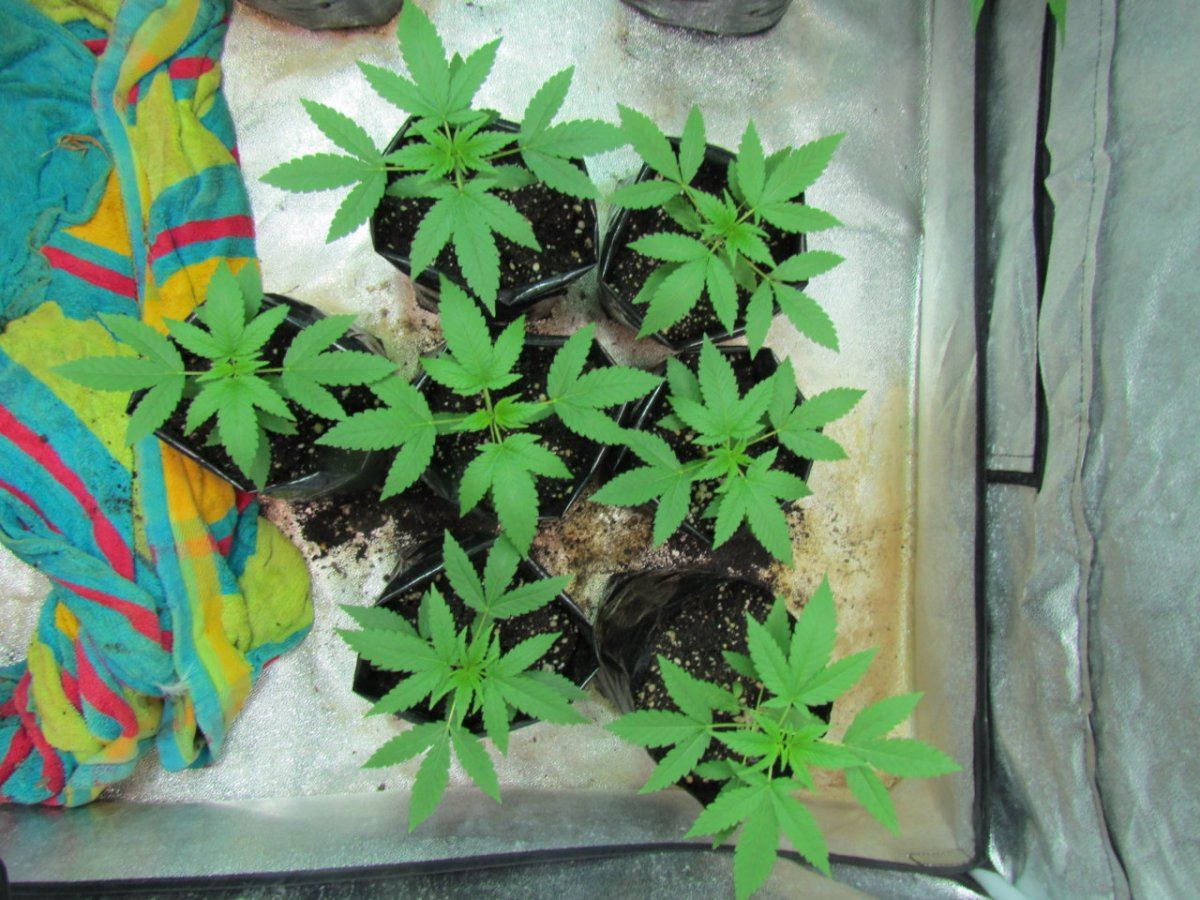 Never ending breeding project 12