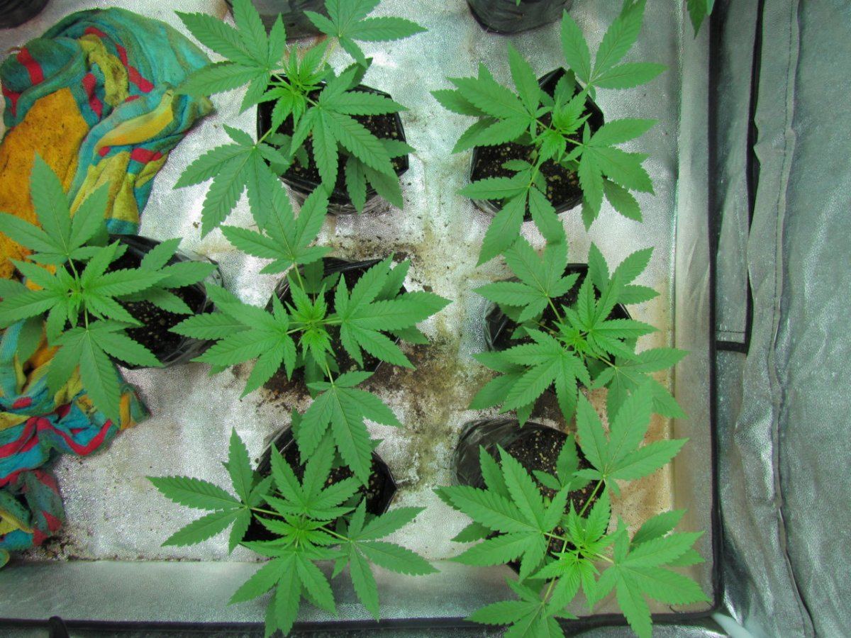 Never ending breeding project 13