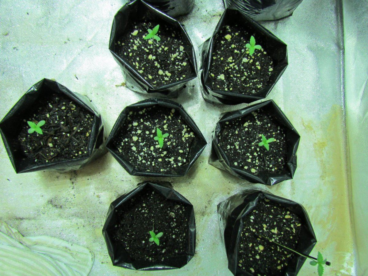 Never ending breeding project 9