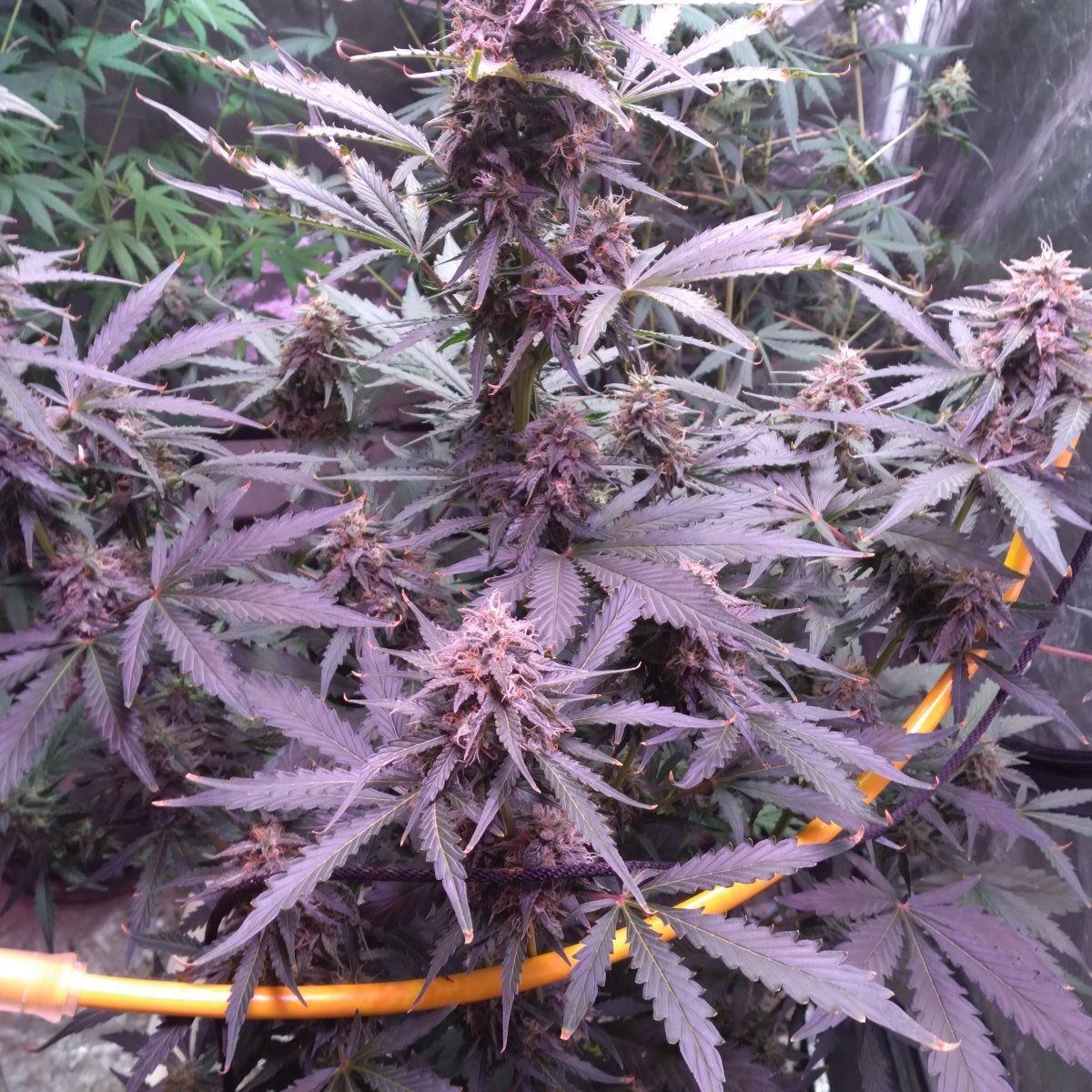 Never had any problems with growing till now 2