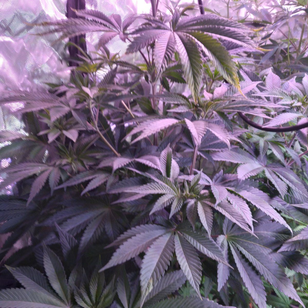 Never had any problems with growing till now 6