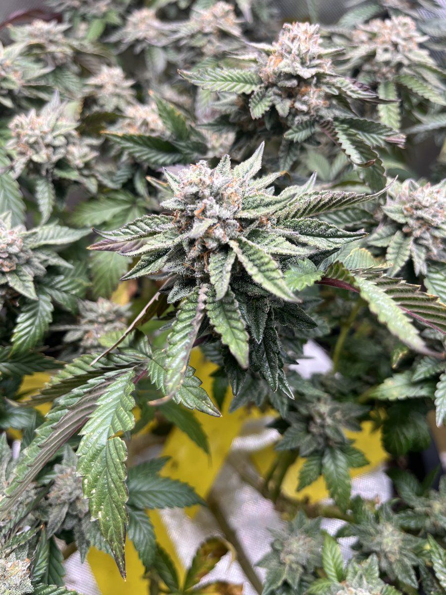 Never had buds look this way so early 3