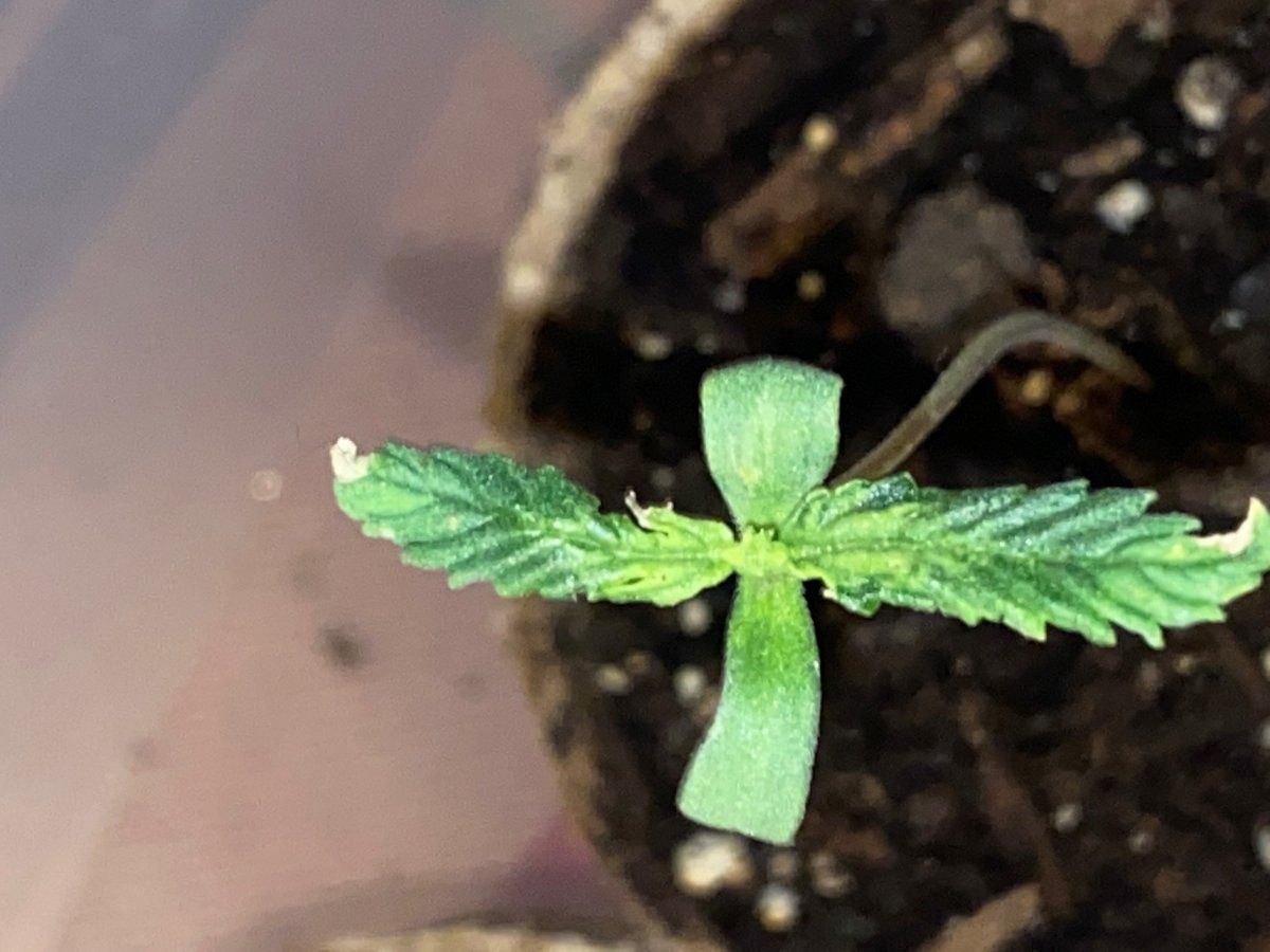 Never had these seedling issues and im stumped on how to fix them please help 2