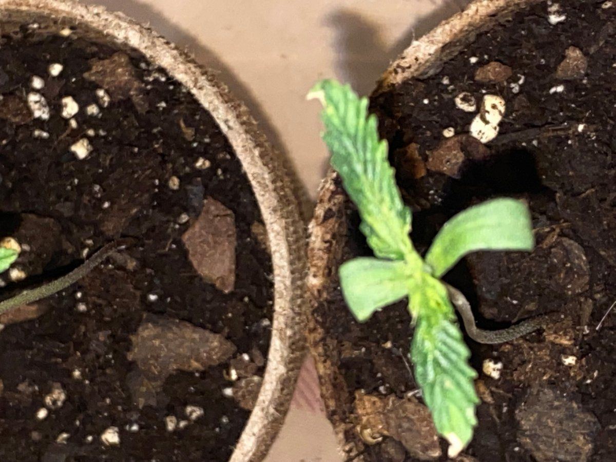 Never had these seedling issues and im stumped on how to fix them please help 3