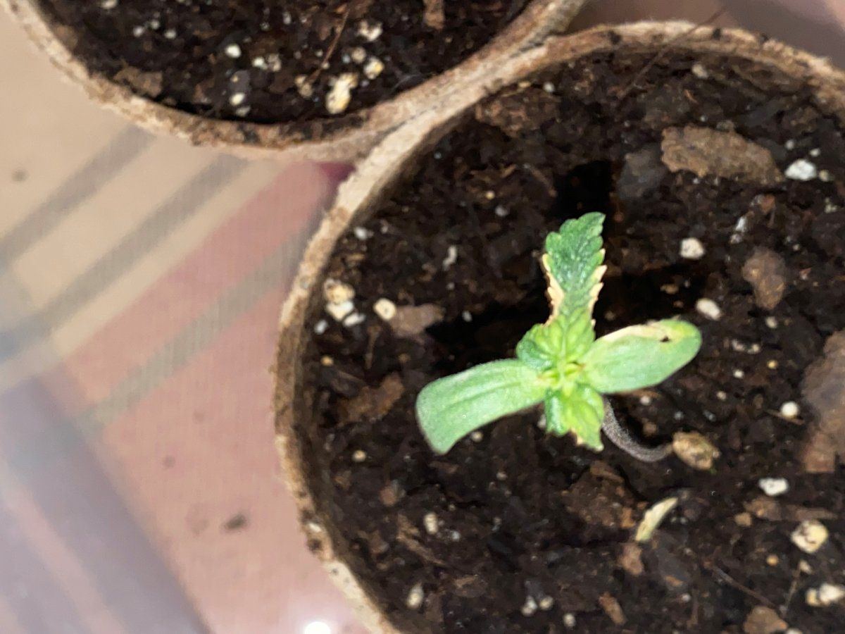 Never had these seedling issues and im stumped on how to fix them please help 5