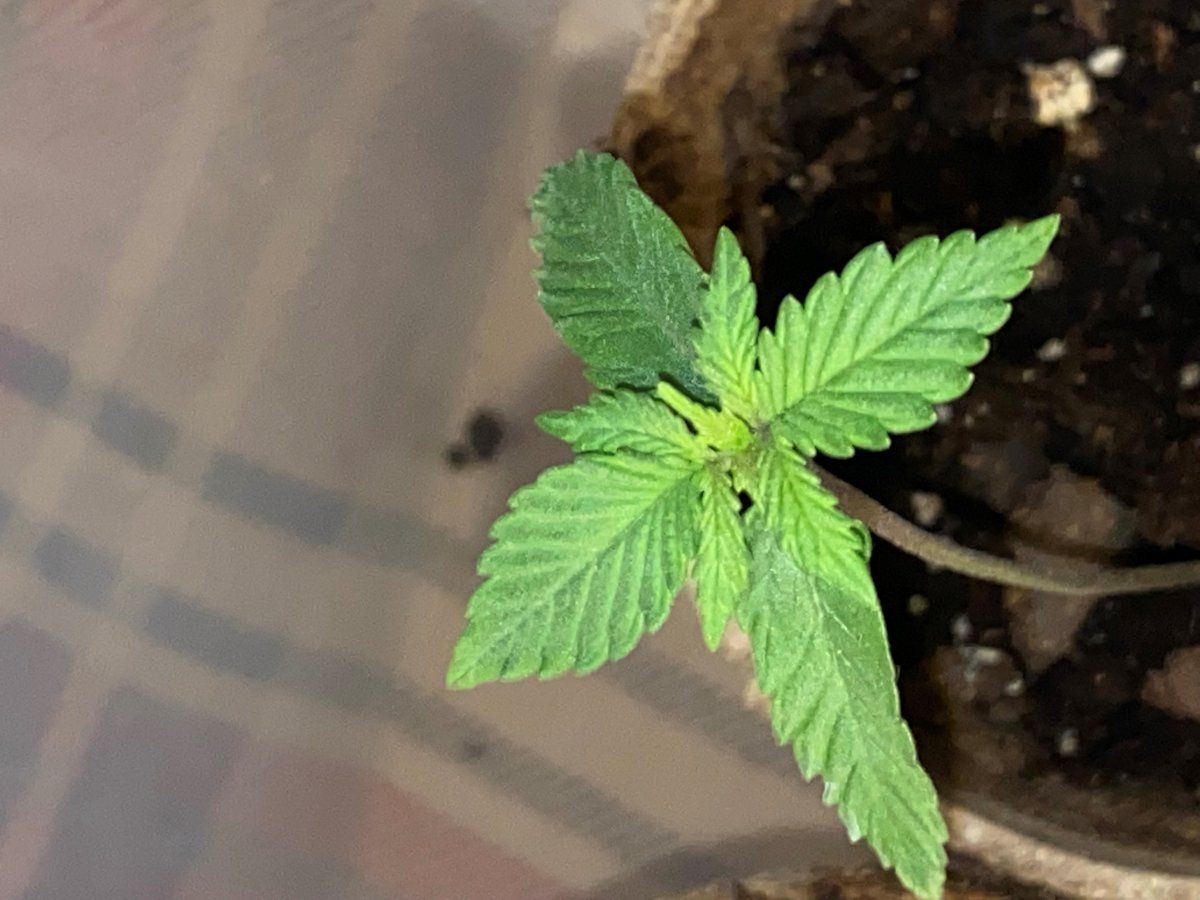 Never had these seedling issues and im stumped on how to fix them please help