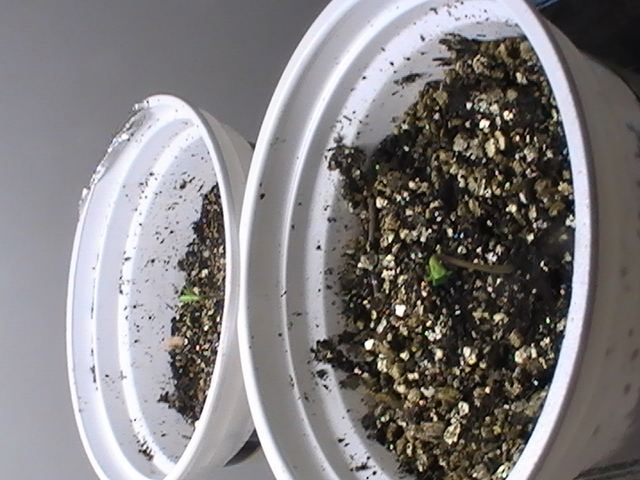 Never throw away ungerminated seeds 2