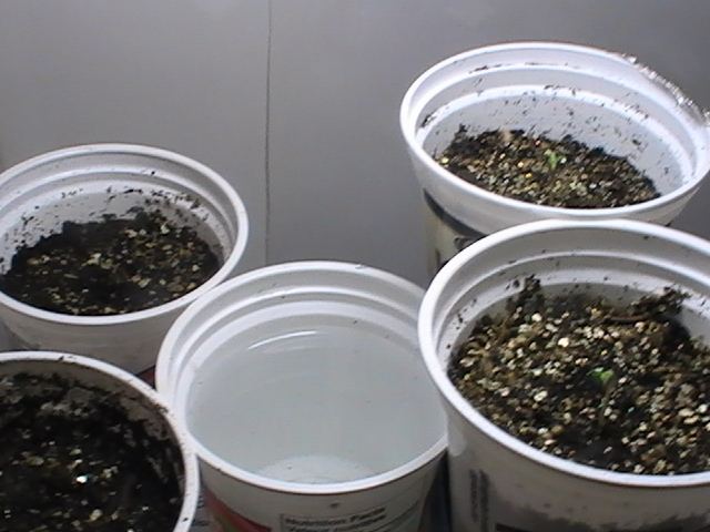 Never throw away ungerminated seeds 3
