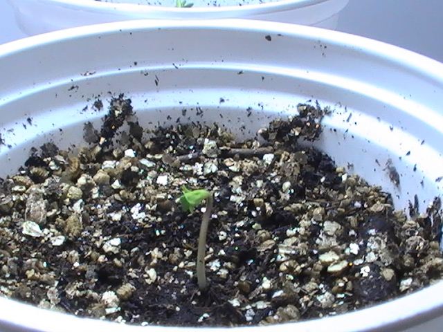 Never throw away ungerminated seeds