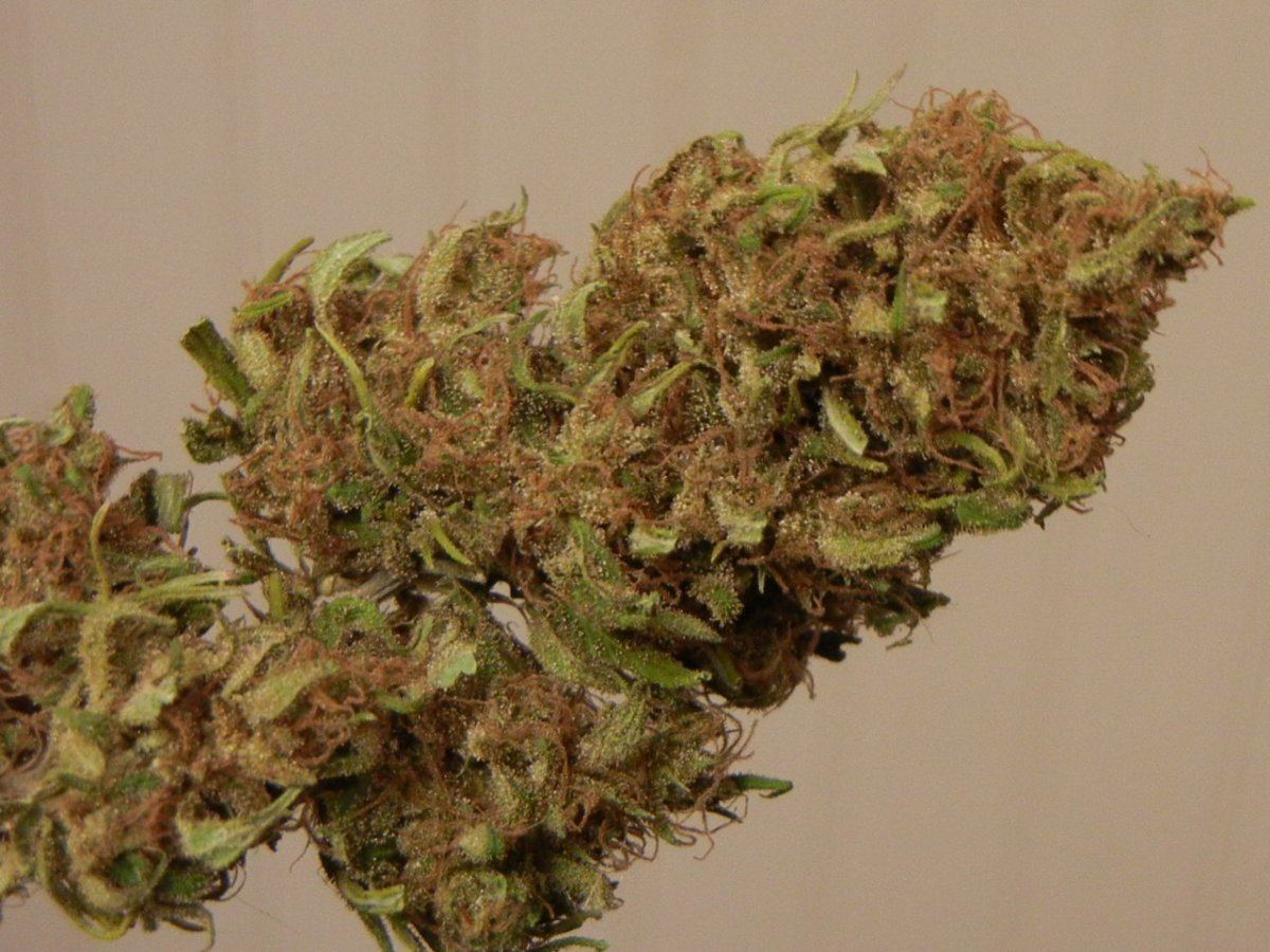Nevilles Haze Nl 003