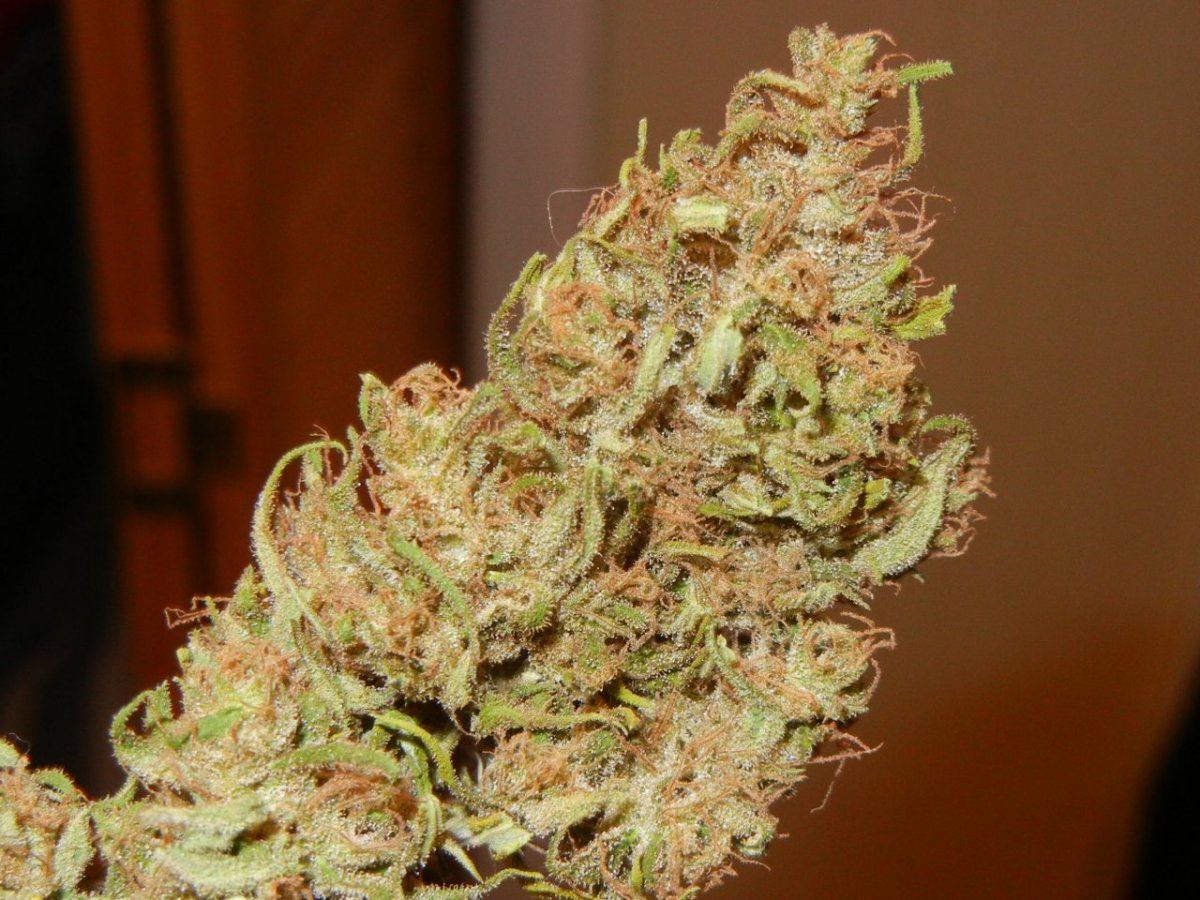 Nevilles Haze Nl 005