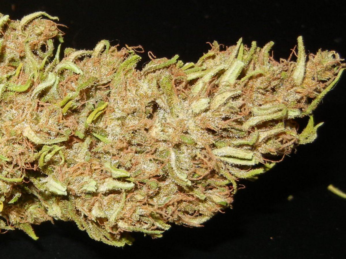 Nevilles Haze Nl 012
