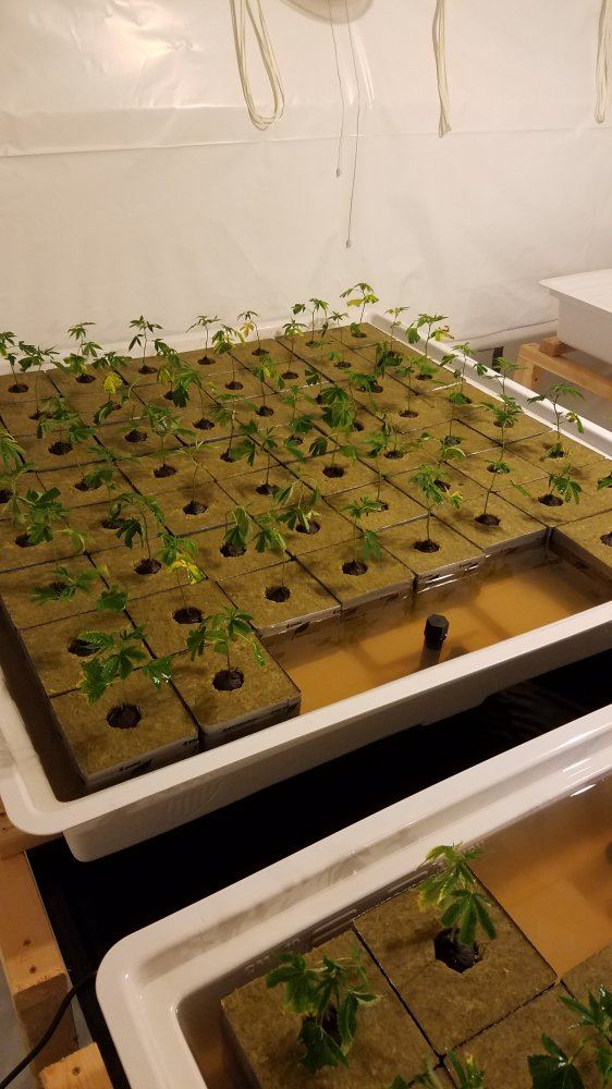 New 2 hydro questions  general chatting about hydroponics 6