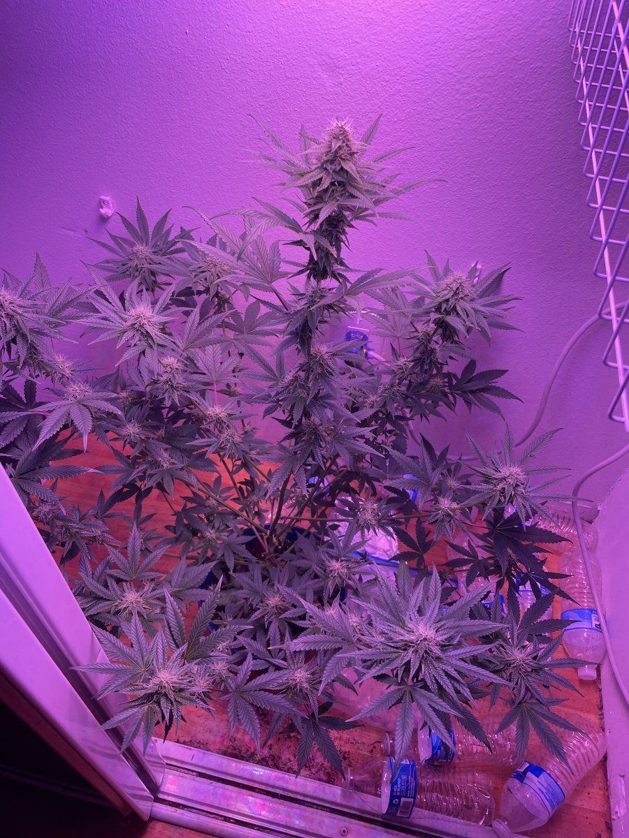 New at this first grow ever how am i doing lol 2