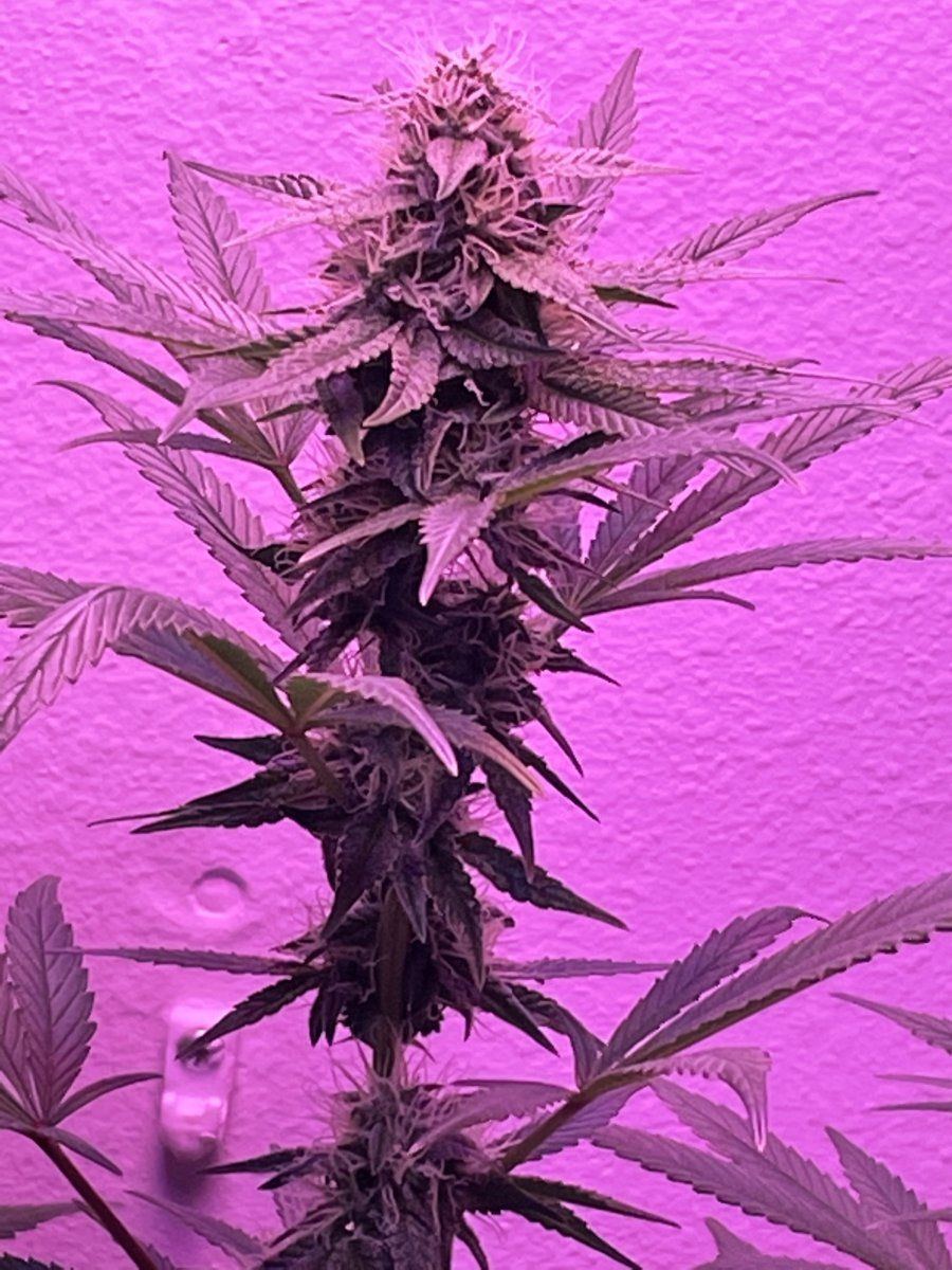 New at this first grow ever how am i doing lol 3