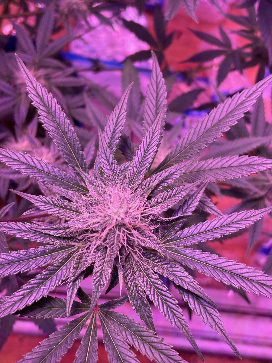 New at this first grow ever how am i doing lol 4