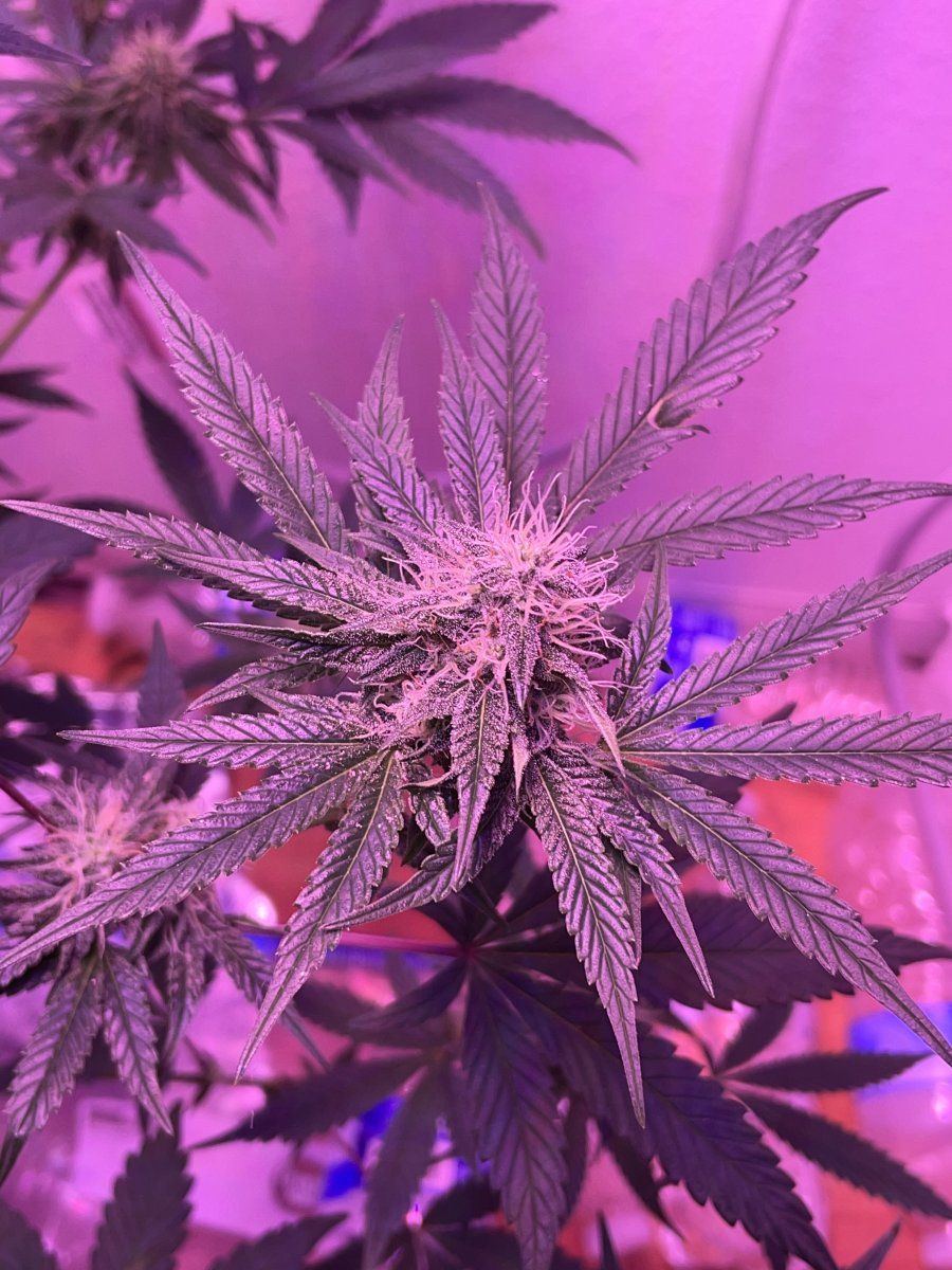 New at this first grow ever how am i doing lol 5